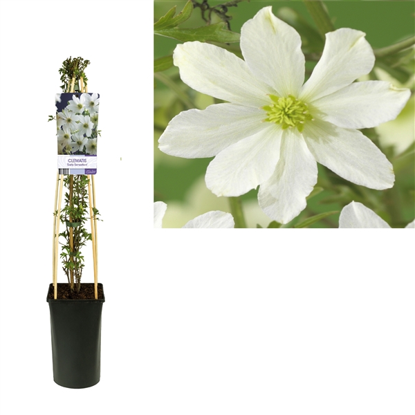 <h4>Clematis 'Early Sensation' +light label</h4>