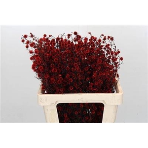 STILLINGIA ROOD KLB