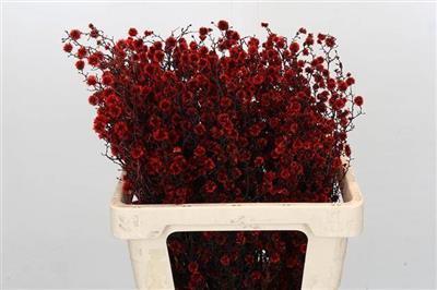 <h4>STILLINGIA ROOD KLB</h4>