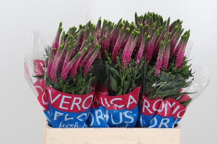 <h4>Veron Smart Artist</h4>