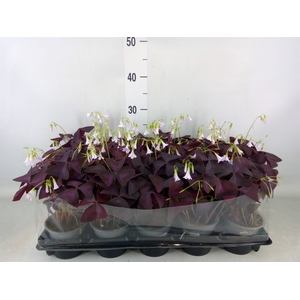 Oxalis trian. 'Mijke'