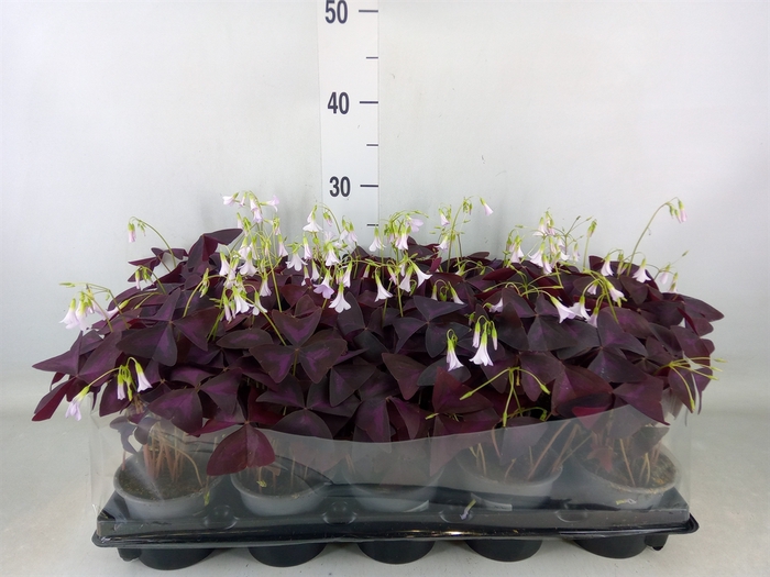 <h4>Oxalis trian. 'Mijke'</h4>