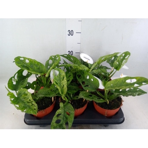 Monstera obliqua 'Leichtlinii'