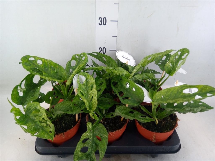 <h4>Monstera obliqua 'Leichtlinii'</h4>