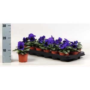 Viola wr. 'Delta Blue wBlotch'