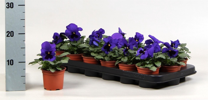<h4>Viola wr. 'Delta Blue wBlotch'</h4>