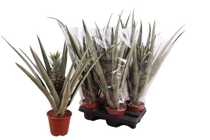 <h4>ANANAS CHAMPACA</h4>