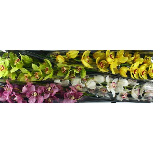 <h4>Cymb Tak gemengd x 4</h4>