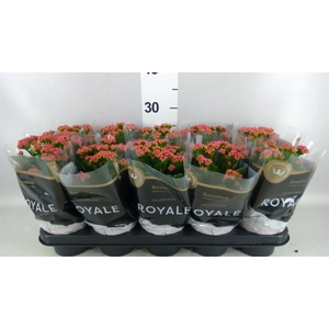 Kalanchoe blos. 'RosDon Victorio'