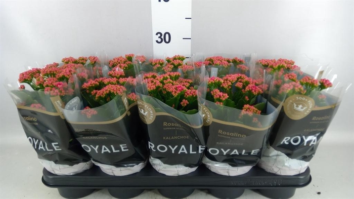 <h4>Kalanchoe blos. 'RosDon Victorio'</h4>
