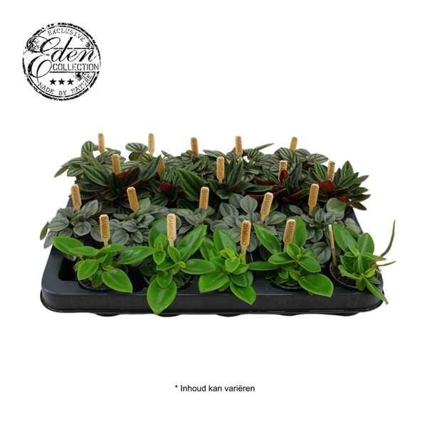 <h4>Peperomia gemengd 5,5cm</h4>