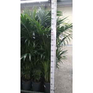 Howea forsteriana