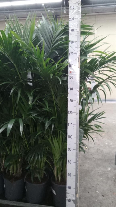 <h4>Howea forsteriana</h4>