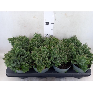 Juniperus squamata 'Blue Star'