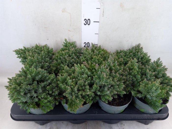 <h4>Juniperus squamata 'Blue Star'</h4>