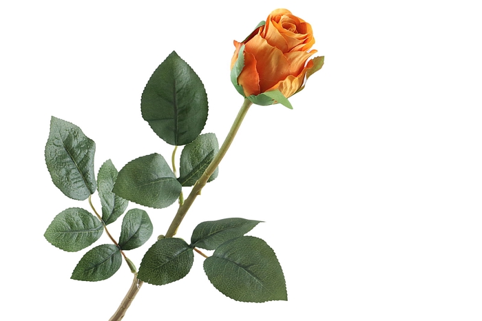 <h4>Rosa Bud Orange</h4>
