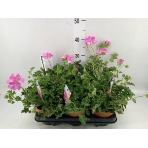 Pelargonium   ...mix smelling