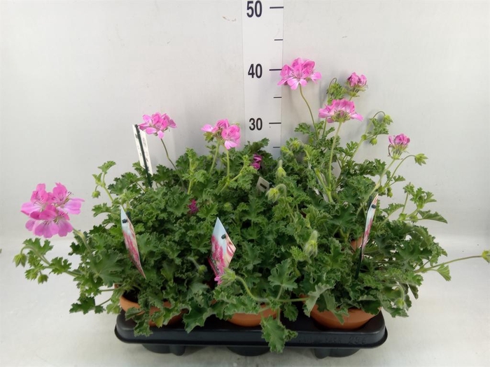 <h4>Pelargonium   ...mix smelling</h4>