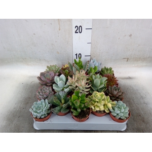 Succulents   ...