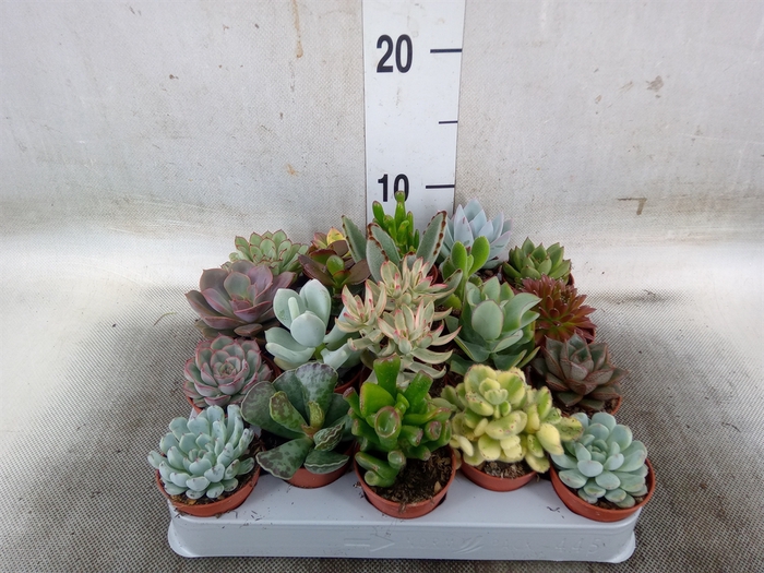 <h4>Succulents   ...</h4>