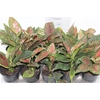 AGLAONEMA PINTAS VERMELHAS - PT12