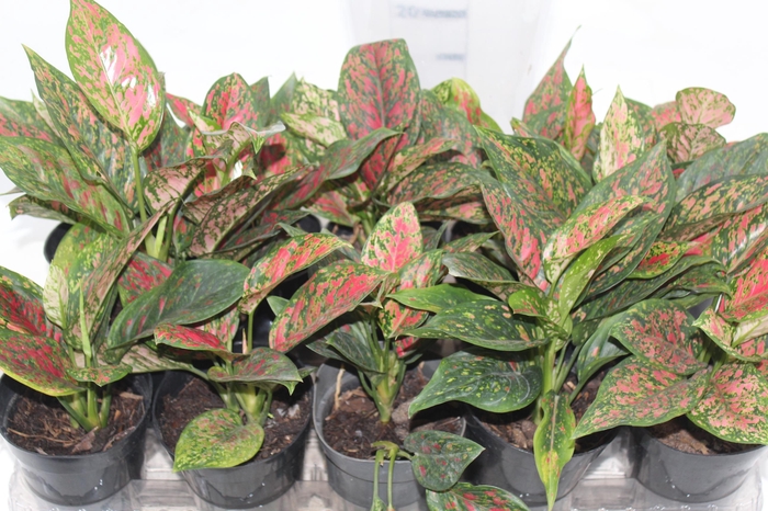<h4>AGLAONEMA PINTAS VERMELHAS - PT12</h4>