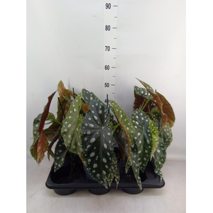 Begonia maculata
