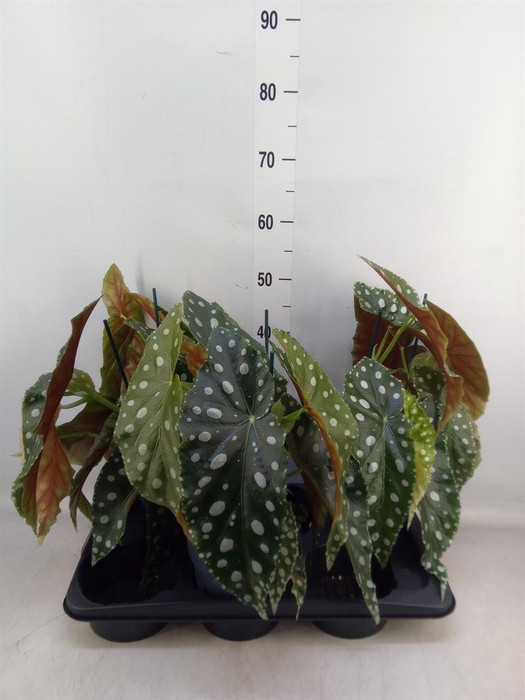 <h4>Begonia maculata</h4>