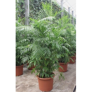 Chamaedorea Seifrizii