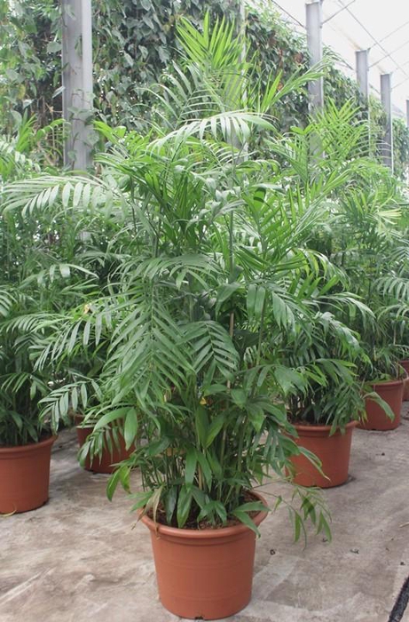 <h4>Chamaedorea Seifrizii</h4>