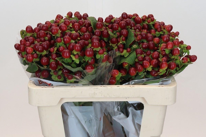 <h4>HYP MAG SEASONS</h4>