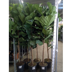 Ficus lyrata