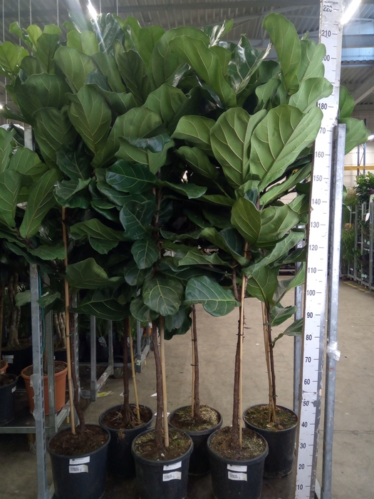 <h4>Ficus lyrata</h4>