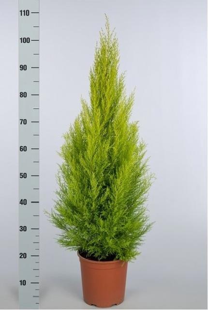 <h4>CUPR MA GOLDC WILMA</h4>