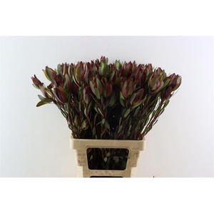 Leucad Senorita Spray 70cm