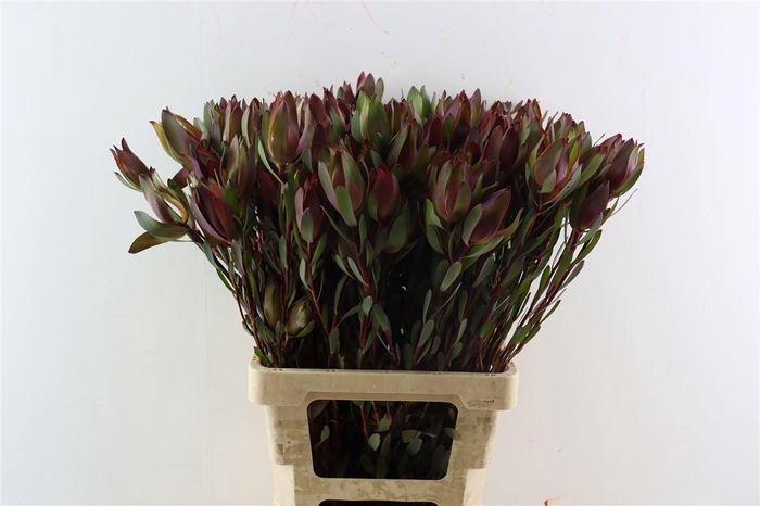 <h4>Leucad Senorita Spray 70cm</h4>