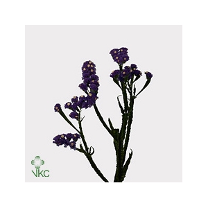 Statice Crystal Dark Blue