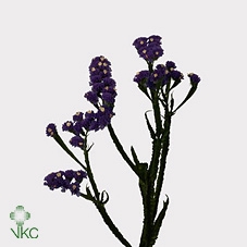 <h4>Statice Crystal Dark Blue</h4>