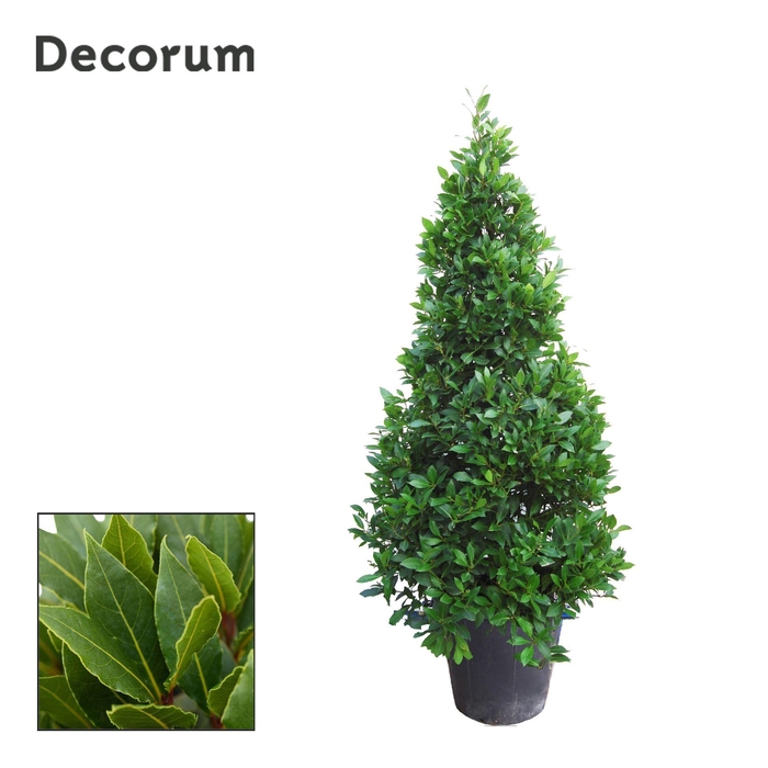 <h4>Laurus nobilis</h4>