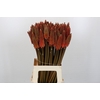 Kniphofia Alcazar