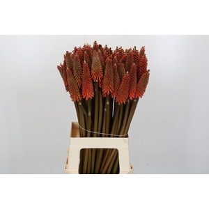 Kniphofia Alcazar