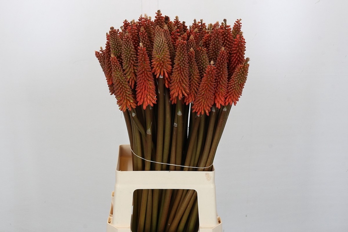 <h4>Kniphofia Alcazar</h4>