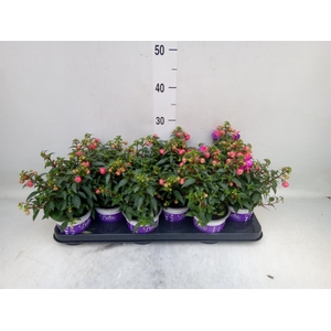 Fuchsia  'Bella Fuchsia Sacha'