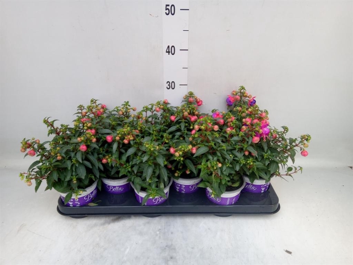 <h4>Fuchsia  'Bella Fuchsia Sacha'</h4>