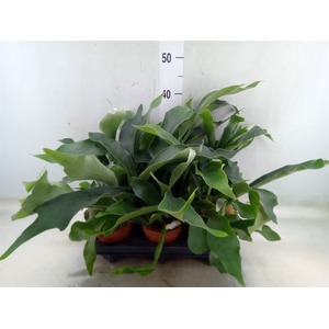 Platycerium bifurc.