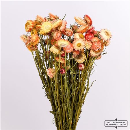 <h4>Dried Helichrysum Salmon Bunch</h4>