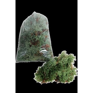 Chamaecyparis Pisifera Boulevard 2kg