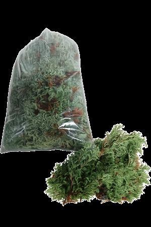 <h4>Chamaecyparis Pisifera Boulevard 2kg</h4>