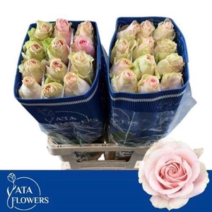 Rosa a grande fleur Frutteto