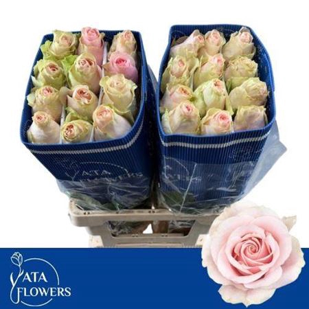<h4>Rosa a grande fleur Frutteto</h4>